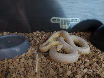 Serpente del grano