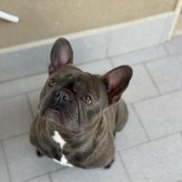 Monta bulldog francese blu