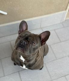 Monta bulldog francese blu