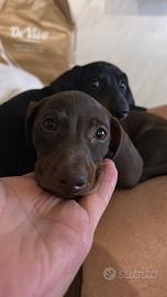 Cicccioli di cane bassotto