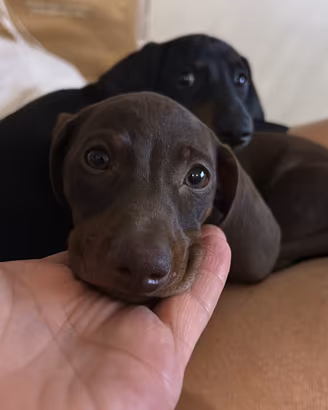 Cicccioli di cane bassotto