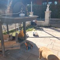 ruote per mobili  o carrello 