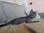 Immagine 3