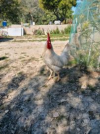 Gallo livornese