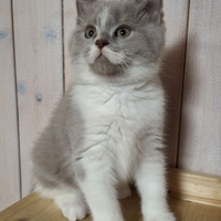 British Shorthair e Scottish Straight