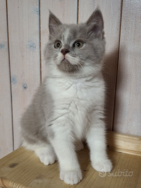 British Shorthair e Scottish Straight