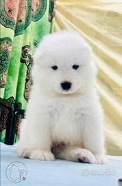 Samoiedo cucciolo