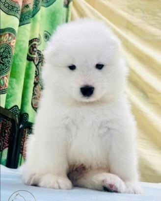 Samoiedo cucciolo
