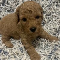 Cuccioli pura razza barboncino