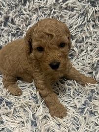 Cuccioli pura razza barboncino