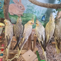 Calopsite allevate a mano vari colori