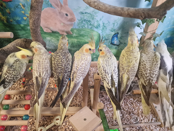 Calopsite allevate a mano vari colori