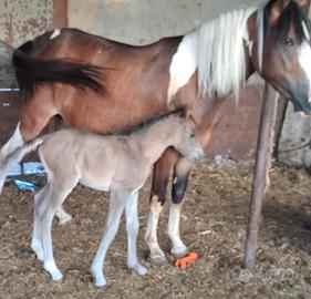 Super pony