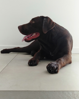 Labrador stallone