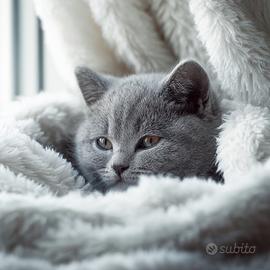 Gattina di 3 mesi ?