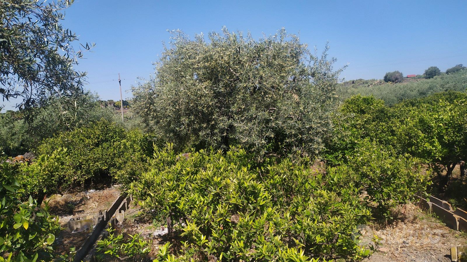 Vendita terreno agricolo - Vista 4