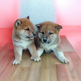 SHIBA INU pedigree enci