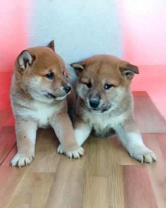 SHIBA INU pedigree enci