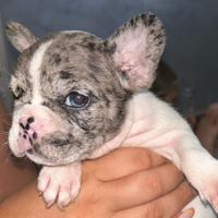 Bulldog francese esotico