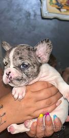 Bulldog francese esotico