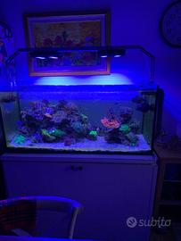 Acquario marino completo