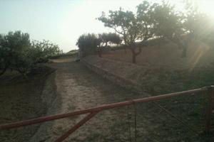 uliveto e mandorleto