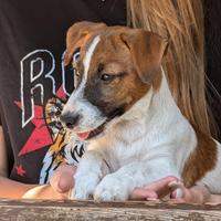 Cuccioli Jack Russell