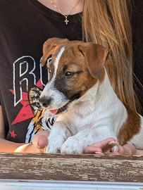 Cuccioli Jack Russell