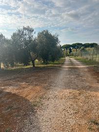 Terreno con uliveto stazione Campoleone
