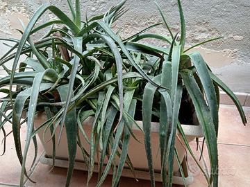 Piante di aloe