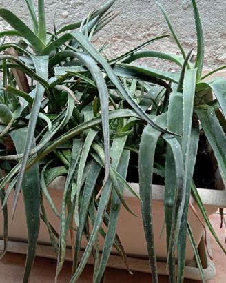 Piante di aloe