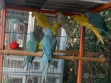 Giovani e adulti parrocchetti