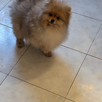 Spitz nano disponibile per monta