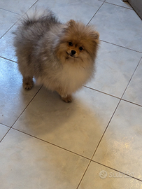 Spitz nano disponibile per monta