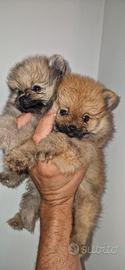 Spitz di Pomerania