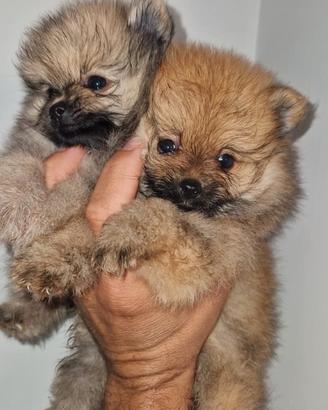Spitz di Pomerania
