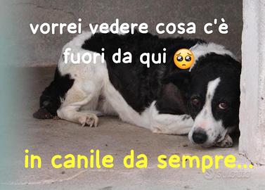 BIRBA 7 ANNI taglia media