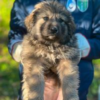 Disponibili cuccioli maschi Pastore della Sila