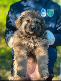 Disponibili cuccioli maschi Pastore della Sila