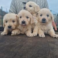 Cuccioli di Golden Retriever - Linea Inglese