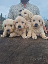 Cuccioli di Golden Retriever - Linea Inglese