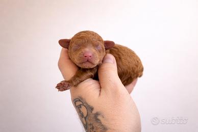 Cucciolo barboncino toy