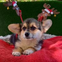 Welsh corgi Pembroke cuccioli