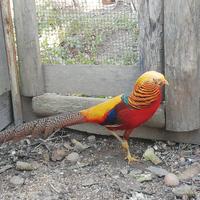 Tris fagiani dorato rosso