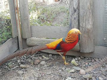 Tris fagiani dorato rosso