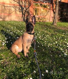 Cucciolo malinois 4 mesi