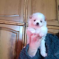 Pomapoo