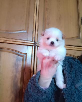 Pomapoo
