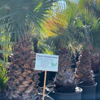 Palma Washingtonia
