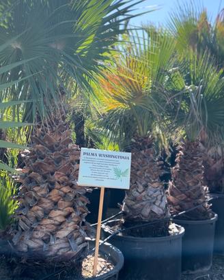 Palma Washingtonia